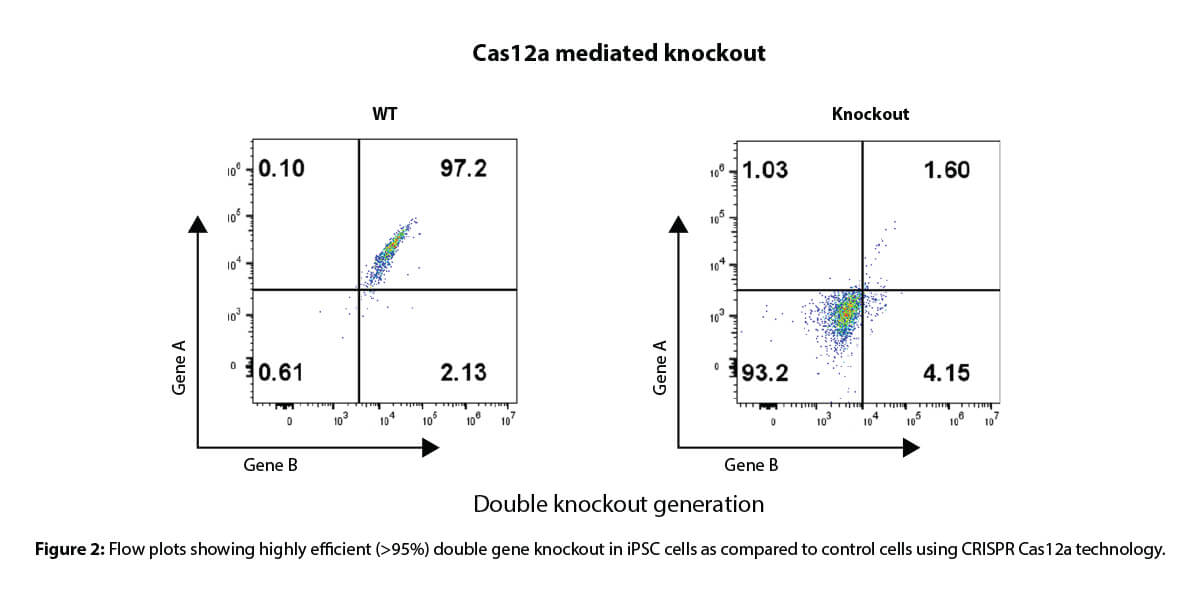 Cas12a-mediated-knockout-image