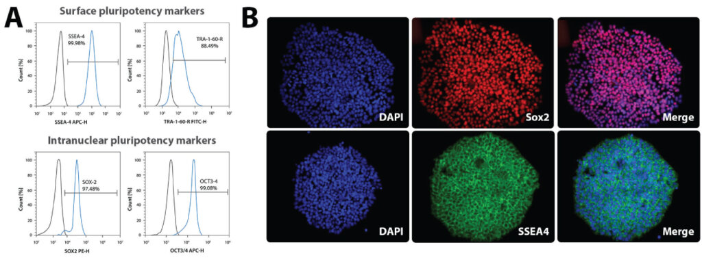 Flow cytometry plots and immunocytochemistry images demonstrating high expression of pluripotency markers Oct4, Sox2, SSEA4, and TRA-1-60 in induced pluripotent stem cell colonies.