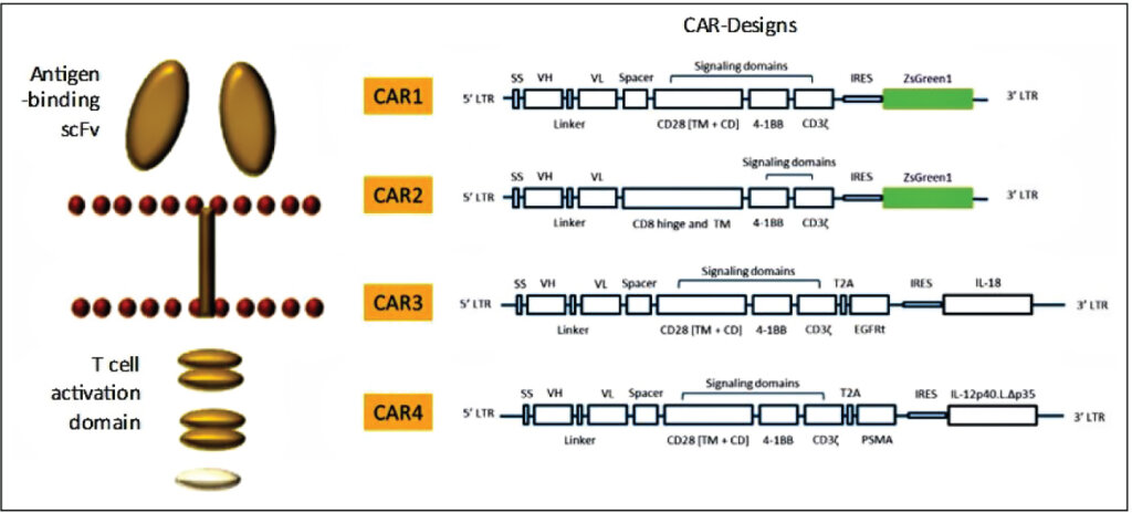 Illustration of a CAR construct (left) and representative CAR constructs designed at Syngene using plug-and-play vectors.