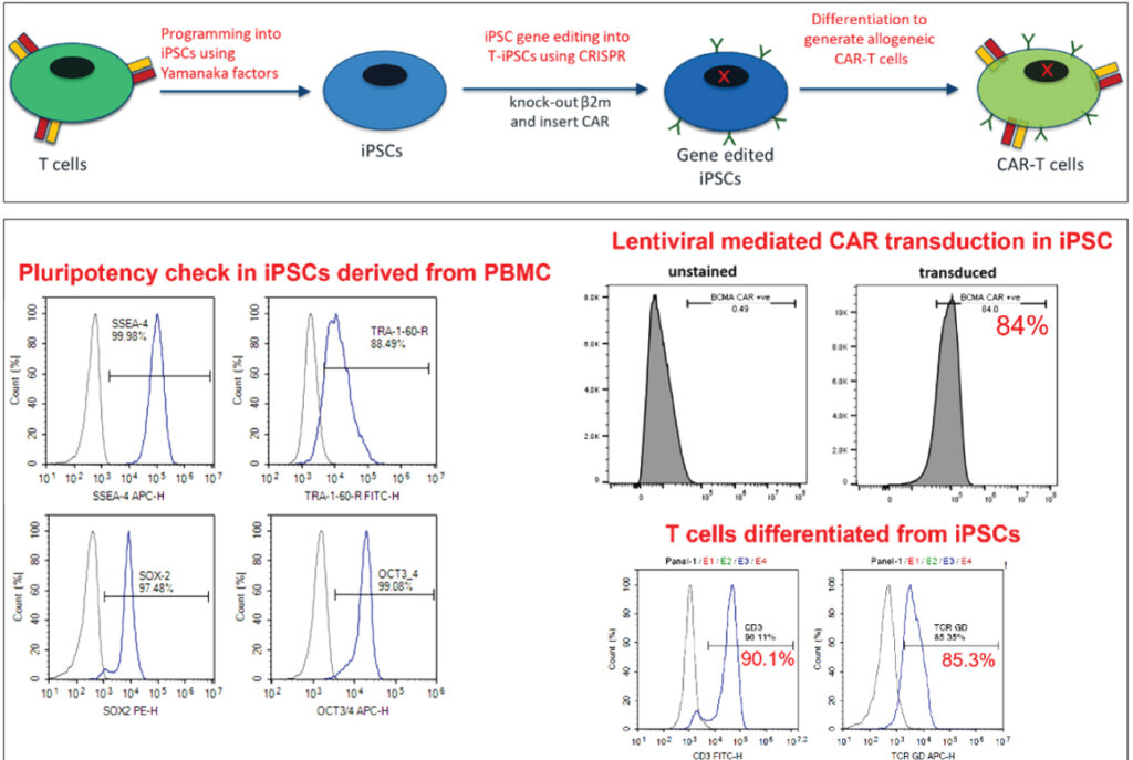 Schematic on generation of allogeneic CAR-Ts at Syngene and results of the assays to evaluate pluripotency in iPSCs derived from PBMC, CAR transduction in iPSC and Purity of T cells differentiated from iPSCs using FACS.