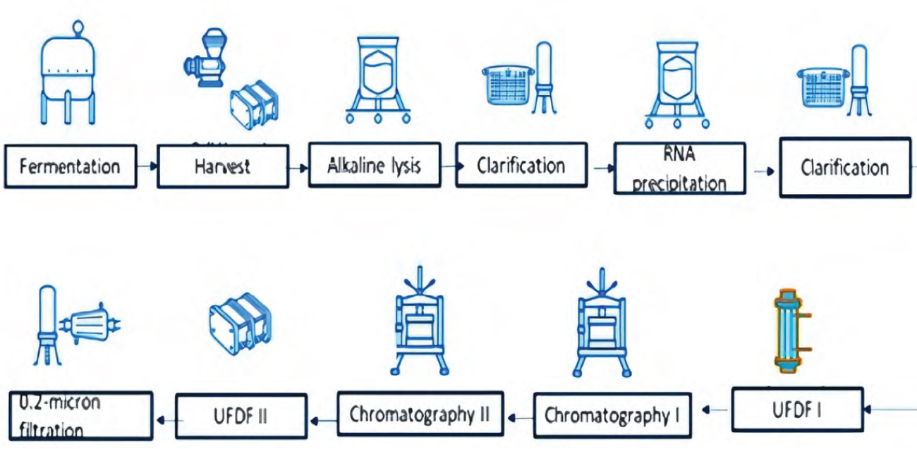 Flowchart of Syngene's GMP plasmid manufacturing process for CAR-T and gene therapy applications.