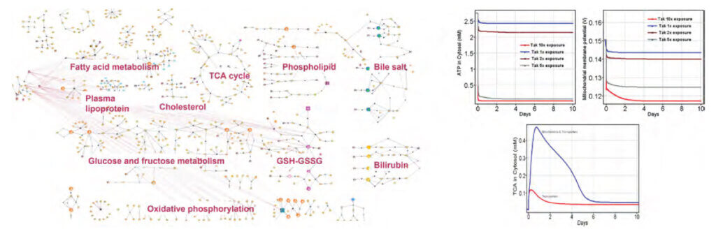 Systems biology network and simulation plots illustrating exposure-dependent hepatotoxicity predicted by the HepTox™ model, showing metabolic disruption and bile salt accumulation for Fasiglifam.