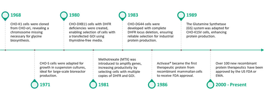 How-CHO-cell-evolved-overtime-to-become-gold-standard-in-cell-line-development-image