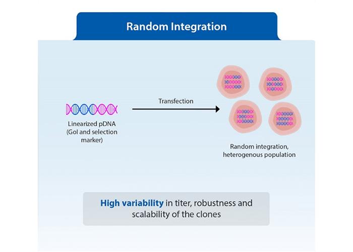 Random-integration-of-clones-img