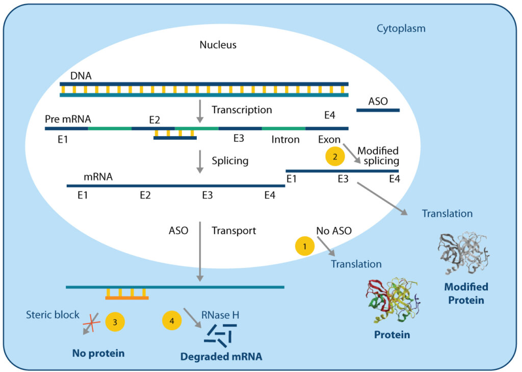 Antisense Oligonucleotides | Mechanism & ASO Development