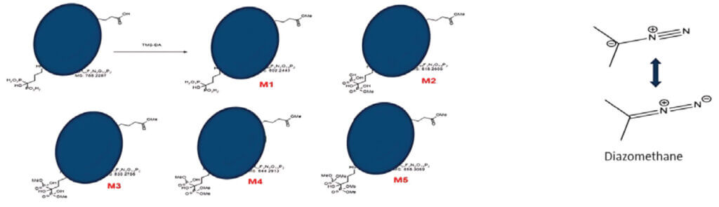 Reaction scheme illustrating methylation of hydroxyl groups in carboxylic acid and phosphate moieties of a new chemical entity using TMS-diazomethane, producing multiple methylated derivatives.