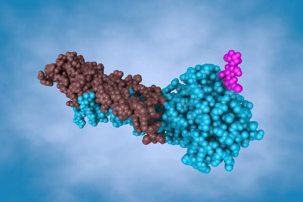3D molecular model showing protein-protein interaction with two large structures in brown and blue, and a smaller pink molecule bound to the blue region.