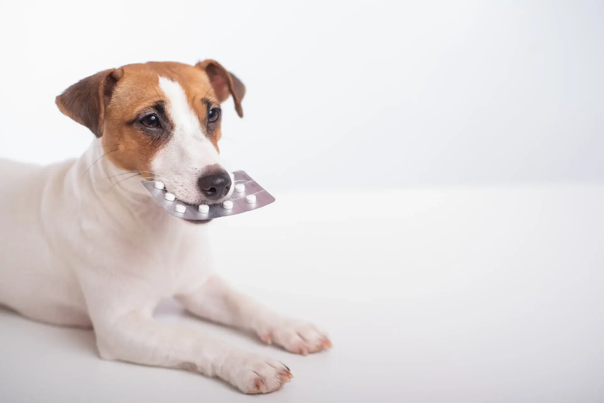A Jack Russell Terrier dog holding a silver blister pack of white pills in its mouth against a white background
