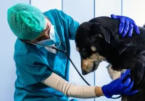 Veterinarian examining a dog as part of modern veterinary therapeutics enabled by cell line development and biologics development in animal health.