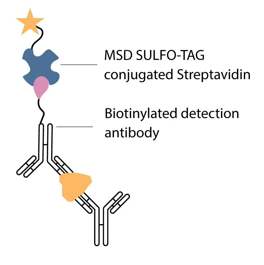 A schematic diagram illustrating an MSD SULFO‑TAG–conjugated streptavidin bound to a biotinylated detection antibody for electrochemiluminescence immunoassay detection.