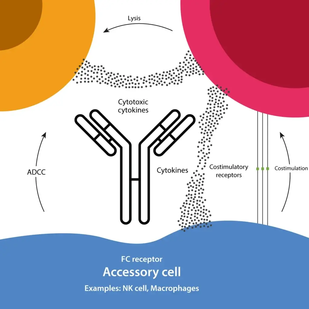 A conceptual illustration of antibody-dependent cellular cytotoxicity (ADCC) showing cytokine release, accessory cell engagement via Fc receptors, and costimulatory receptor interactions.