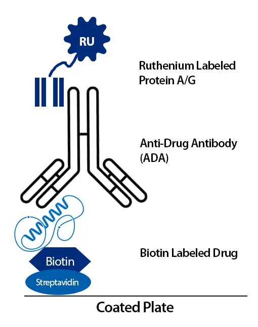 MSD platform ADA bioanalysis schematic showing biotin-labeled drug captured on a streptavidin-coated plate with ruthenium-labeled Protein A/G detecting anti-drug antibodies.