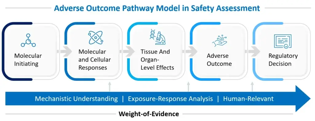 Adverse outcome pathway model in predictive toxicology showing progression from molecular events to organ toxicity and regulatory decision in a weight-of-evidence framework