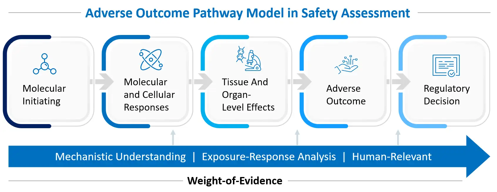 Adverse outcome pathway model in predictive toxicology showing progression from molecular events to organ toxicity and regulatory decision in a weight-of-evidence framework