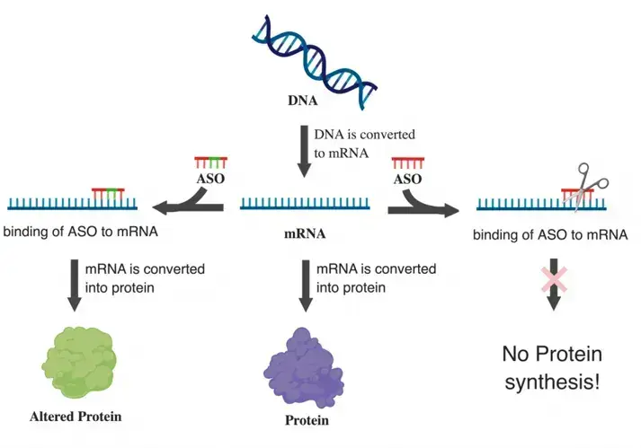 Nucleic acid therapeutics binding to mRNA to regulate protein synthesis and block altered protein expression.